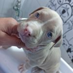Cachorro filhote sendo tratado na Vet Murundu