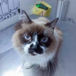 Gato filhote sendo tratado na Vet Murundu