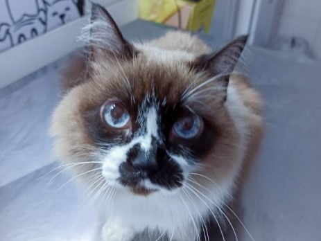 Gato filhote sendo tratado na Vet Murundu