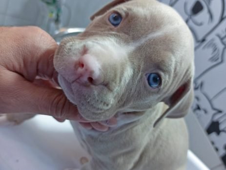 Cachorro filhote sendo tratado na Vet Murundu
