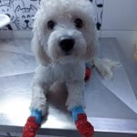 Cachorro sendo tratado na Vet Murundu