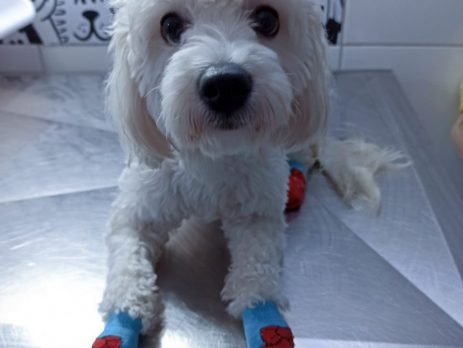 Cachorro sendo tratado na Vet Murundu