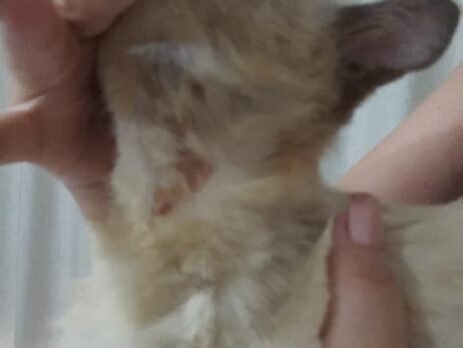 Gato com feridas na pele antes do tratamento