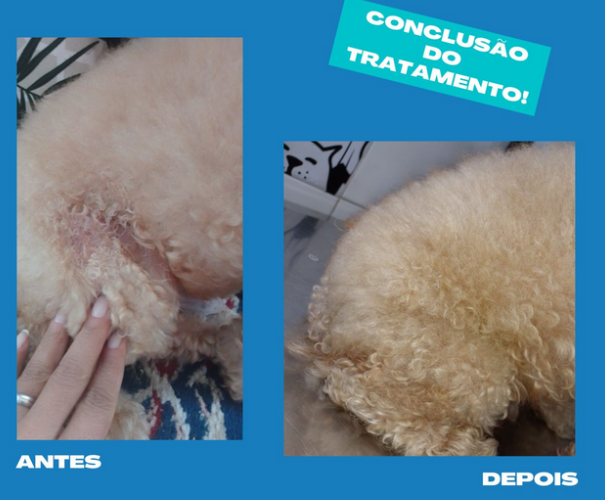 Antes e depois de um tratamento de dermatologia veterinária.
