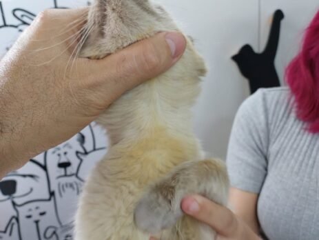 Gato sem feridas na pele após o tratamento