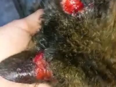 Gato antes do tratamento em dermatologia veterinária