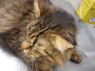 Gato depois do tratamento em dermatologia veterinária