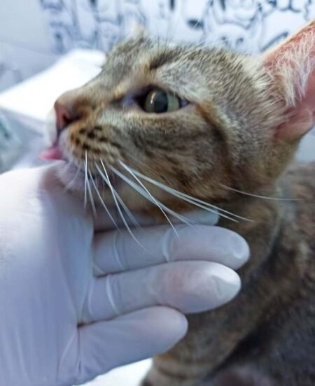 Clinica-Vet-Murundu-Dr-Alexandre-kaczmarkiewicz-Veterinario-3-1-e1696558122219.jpg