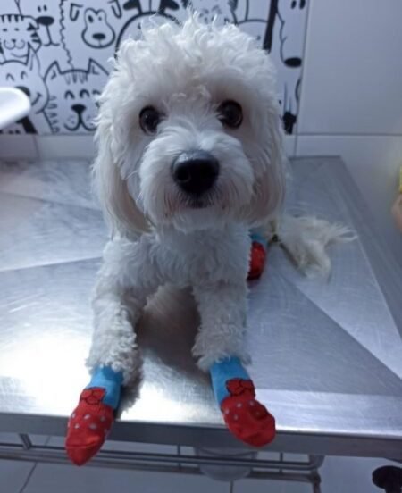 Clinica-Vet-Murundu-Dr-Alexandre-kaczmarkiewicz-Veterinario-5-e1696558191499.jpg
